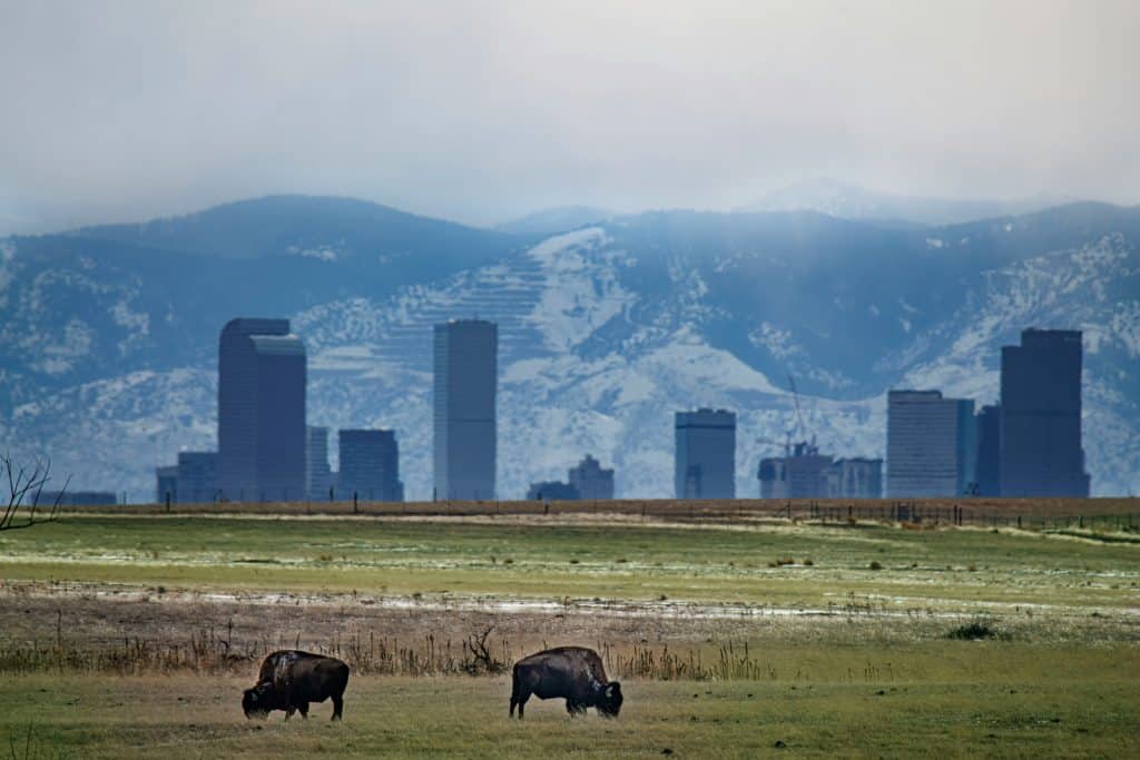 City skyline with mountains in the background and bison grazing in the foreground.